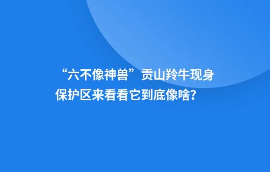 “六不像神兽”贡山羚牛现身保护区来看看它到底像啥？