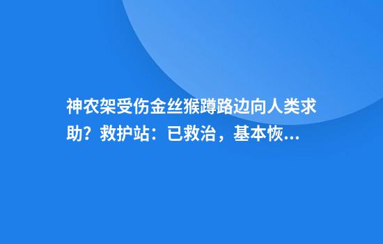 神农架受伤金丝猴蹲路边向人类求助？救护站：已救治，基本恢复健康