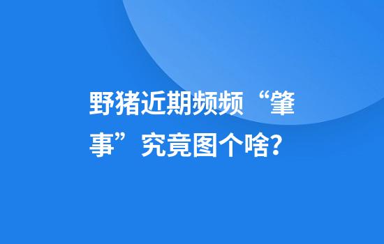野猪近期频频“肇事”究竟图个啥？