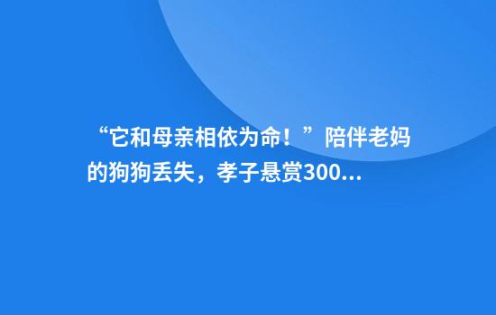 “它和母亲相依为命！”陪伴老妈的狗狗丢失，孝子悬赏3000元寻找