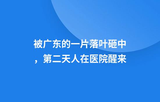 被广东的一片落叶砸中，第二天人在医院醒来