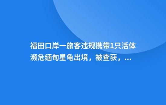 福田口岸一旅客违规携带1只活体濒危缅甸星龟出境，被查获，该物种被列为极危