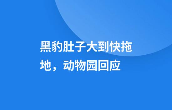黑豹肚子大到快拖地，动物园回应