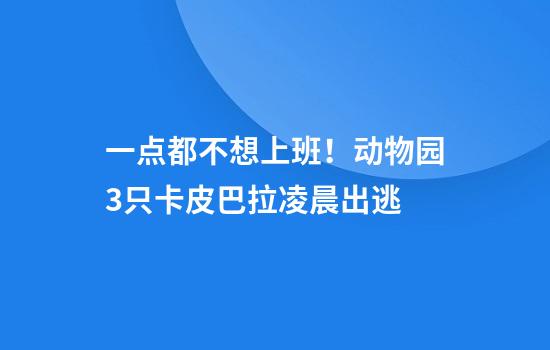 一点都不想上班！动物园3只卡皮巴拉凌晨出逃