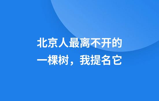 北京人最离不开的一棵树，我提名它