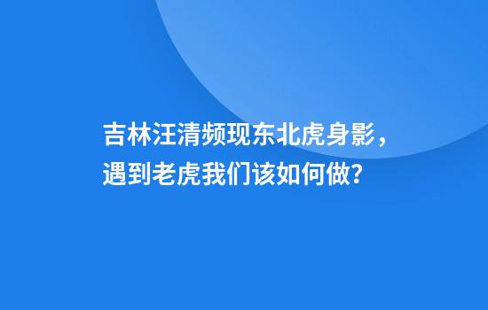 吉林汪清频现东北虎身影，遇到老虎我们该如何做？