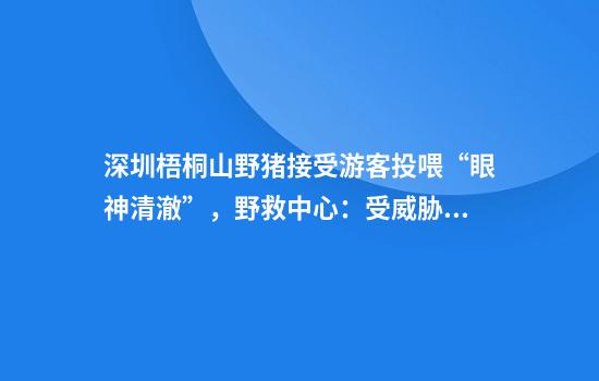 深圳梧桐山野猪接受游客投喂“眼神清澈”，野救中心：受威胁会防御，不建议投喂