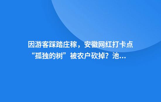 因游客踩踏庄稼，安徽网红打卡点“孤独的树”被农户砍掉？池州当地：在处理