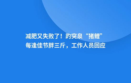 减肥又失败了！趵突泉“猪鲤”每逢佳节胖三斤，工作人员回应