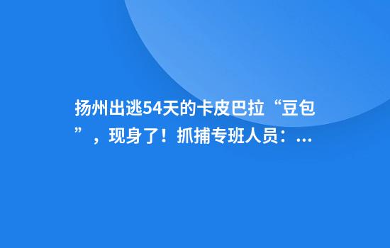 扬州出逃54天的卡皮巴拉“豆包”，现身了！抓捕专班人员：它想家了