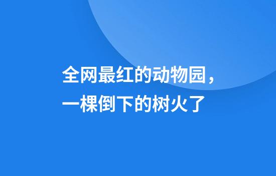 全网最红的动物园，一棵倒下的树火了
