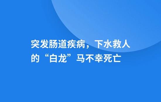 突发肠道疾病，下水救人的“白龙”马不幸死亡