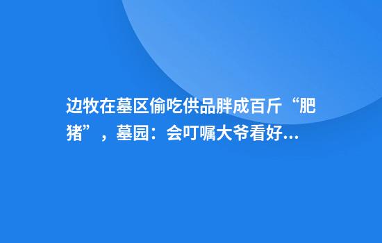 边牧在墓区偷吃供品胖成百斤“肥猪”，墓园：会叮嘱大爷看好狗狗