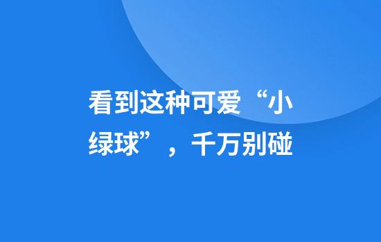 看到这种可爱“小绿球”，千万别碰